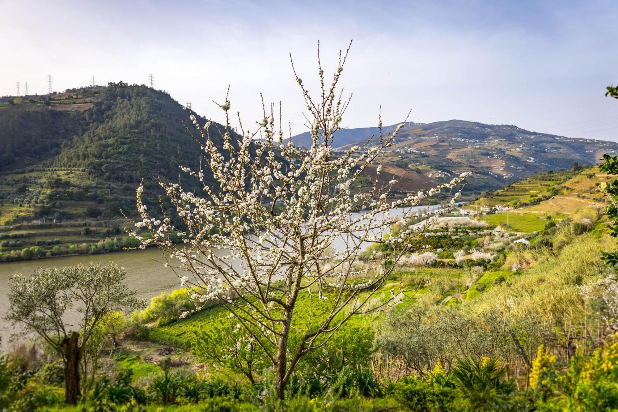 Fraga Douro House, Douro Valley 레센데 외부 사진